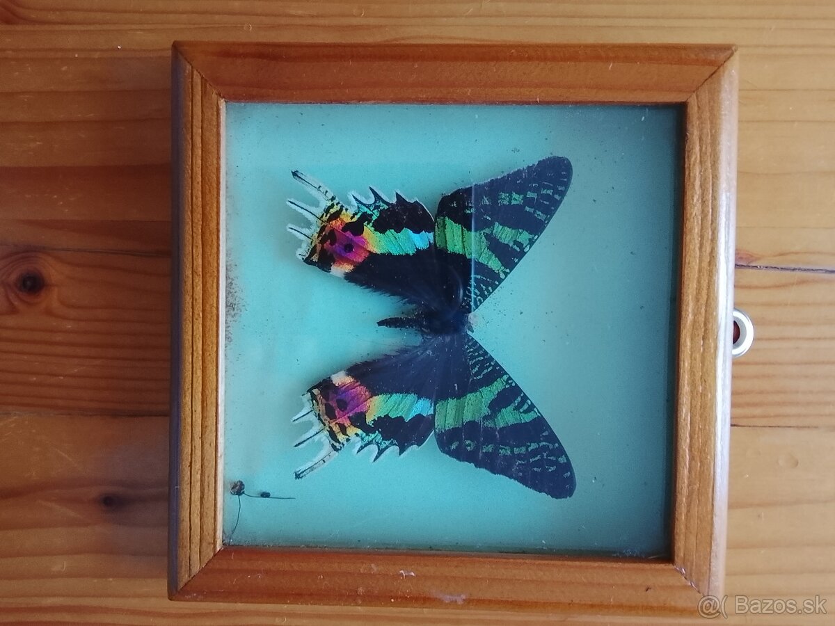 Motýle v rámoch - 3