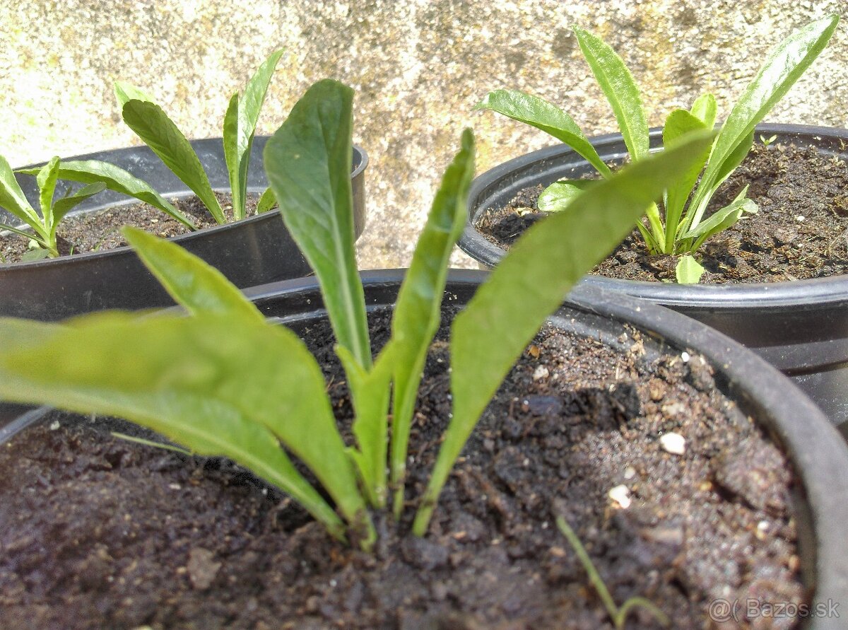 Zvonček broskyňolistý - 3