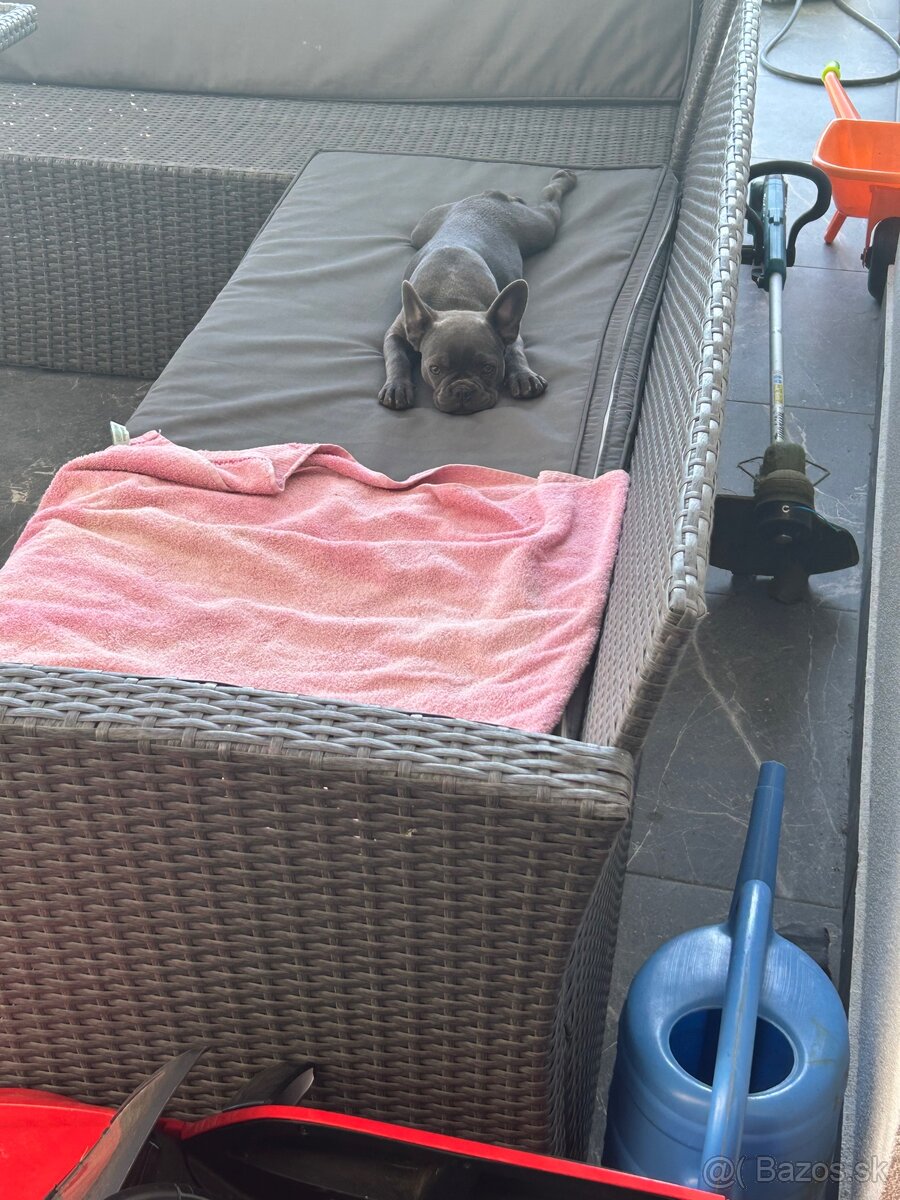 Francúzsky Buldoček - 3