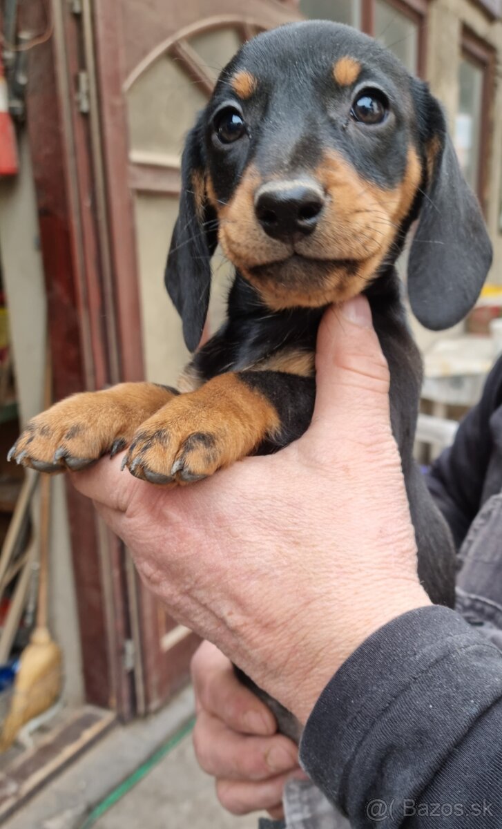 Jazvecík krátkosrsty - 3