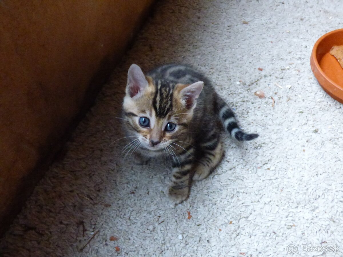 PONUKAM K ODBERU BENGALSKE MACIATKA - 3