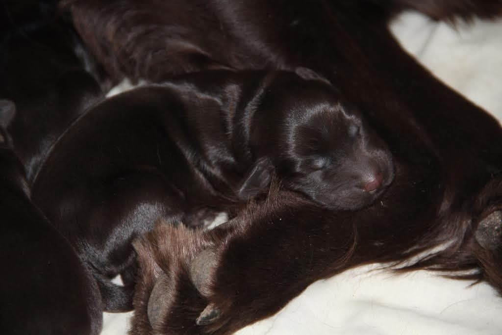 Flat coated retriever - 3