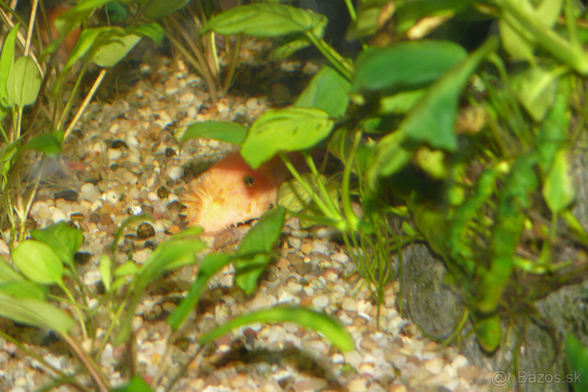 Prísavníky L 144 a rastlinky - 3