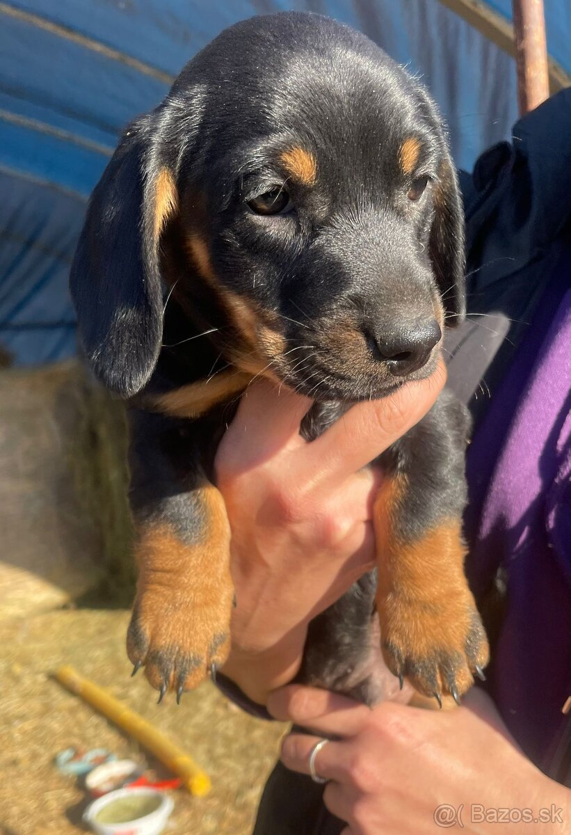 Jazvečík krátkosrstý - 3