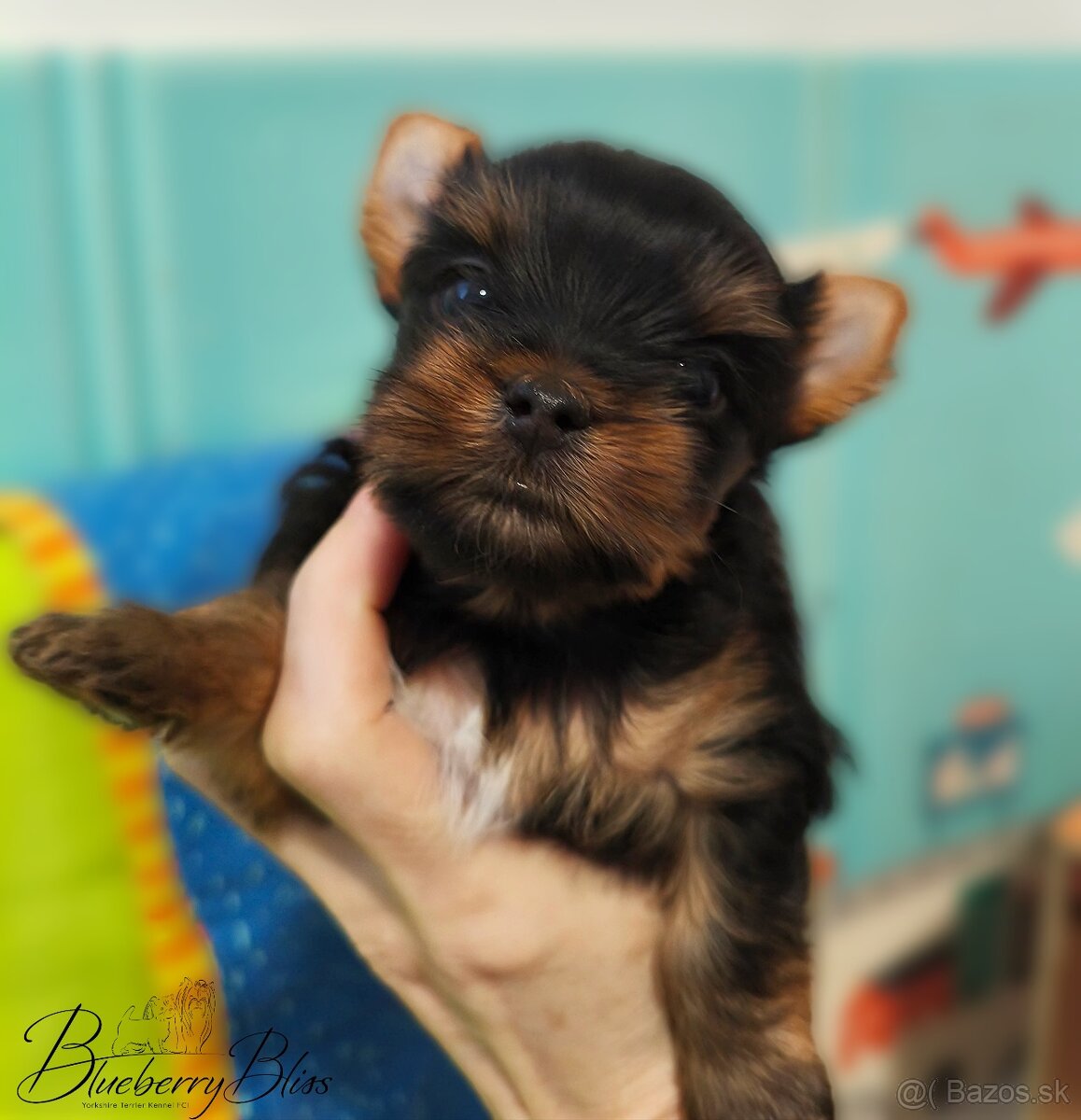 Yorkshire Terrier s PP (rodokmeňom), York, šteniatka - 3