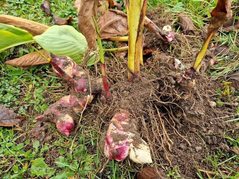 Kana Indická červená - 3