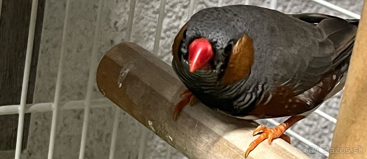 Predám 3ks samčekov zebrička austrálska. - 3