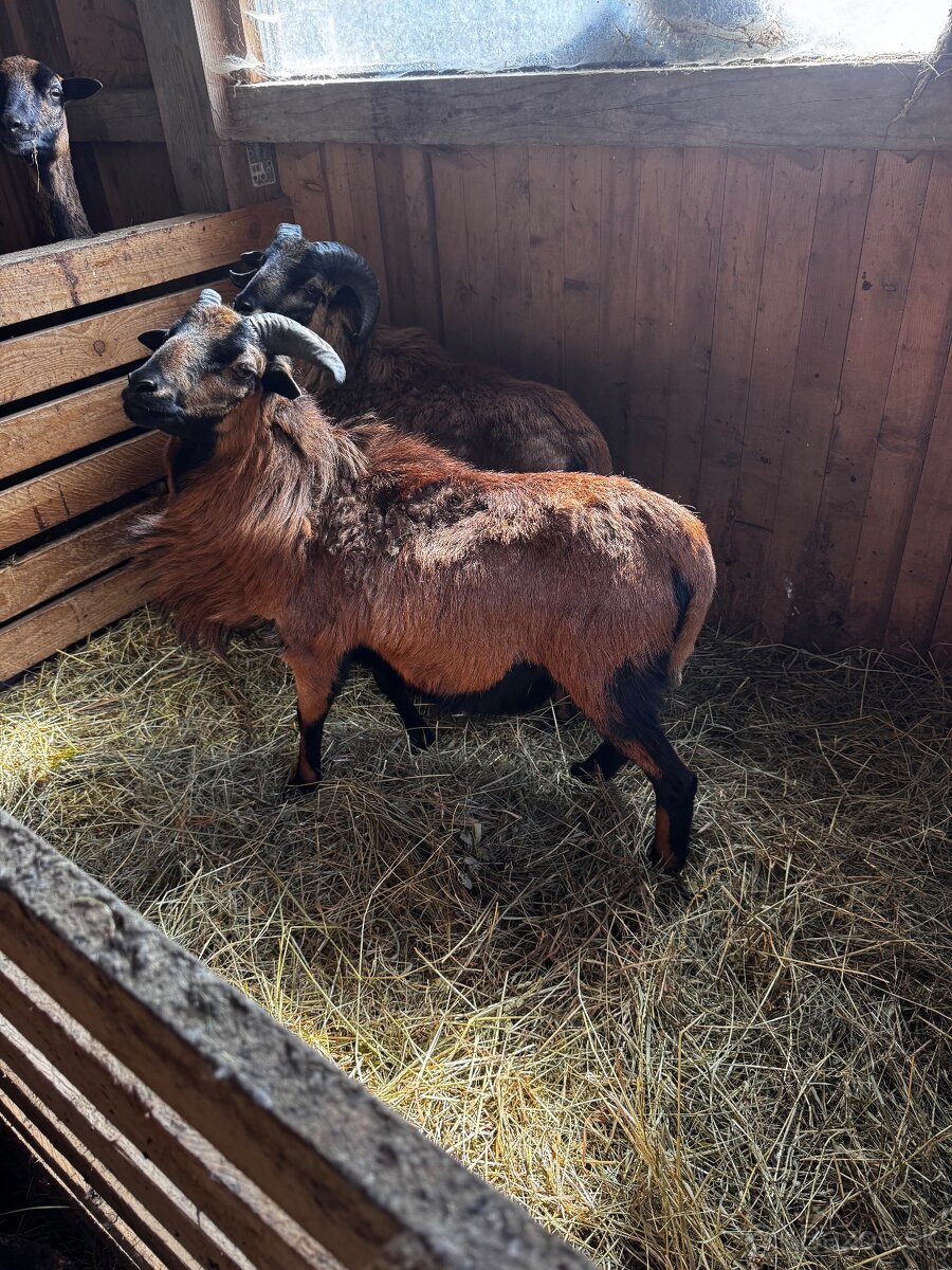 Kamerunské ovce - 3