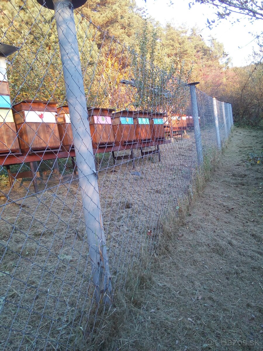 predam včely - 3
