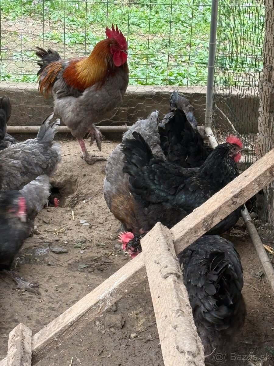 Dark Shell, Leghorn biely - 3