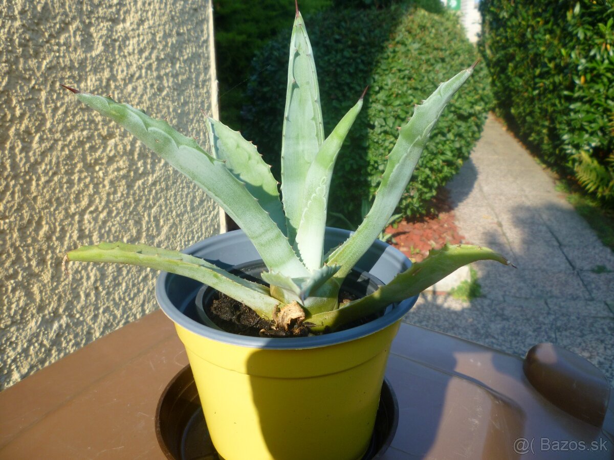 Agáve americká - 3