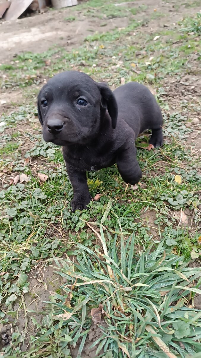 Darujem Šteniatka - 3