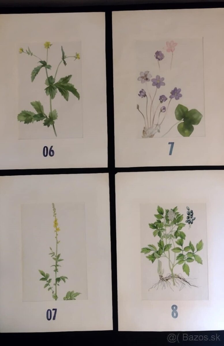 obrázky rastlín - 3