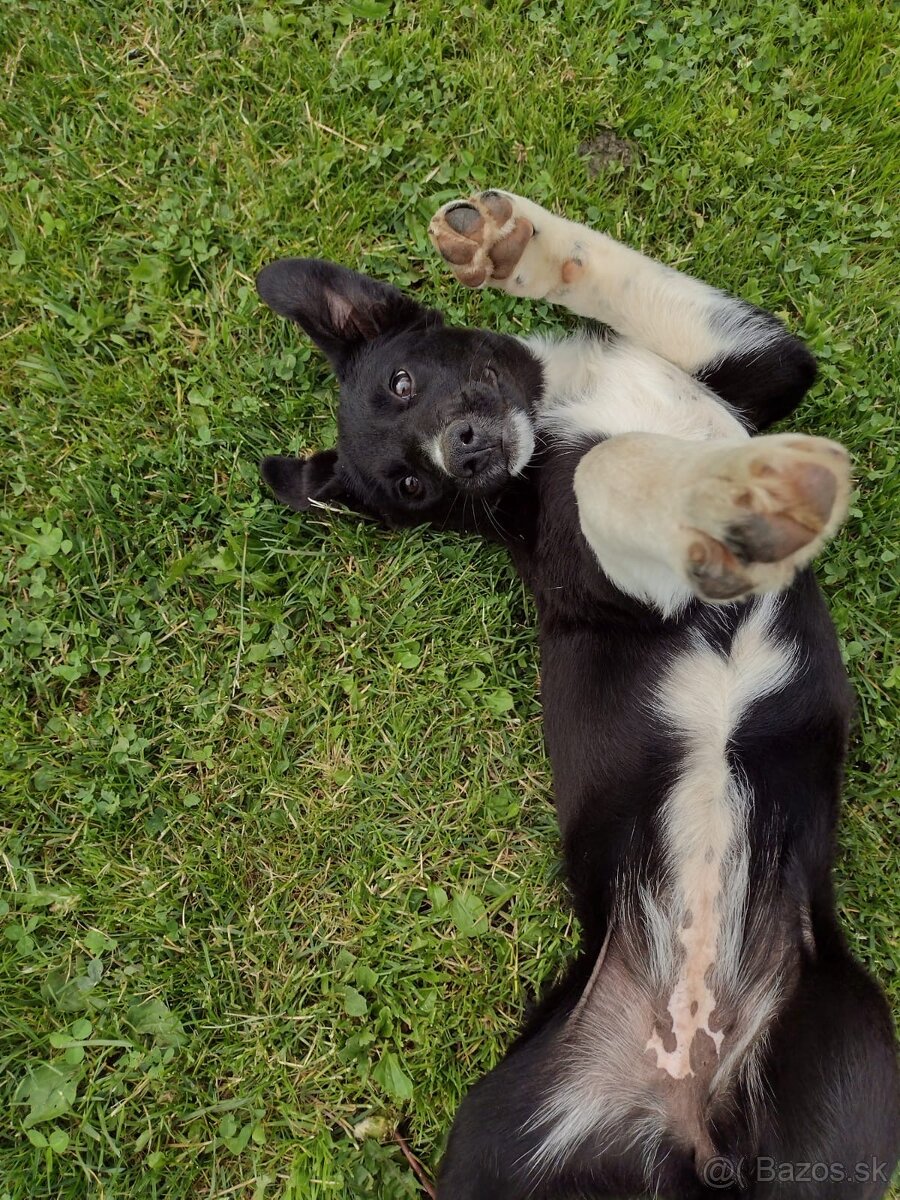 Šteniatko border kolia - 3