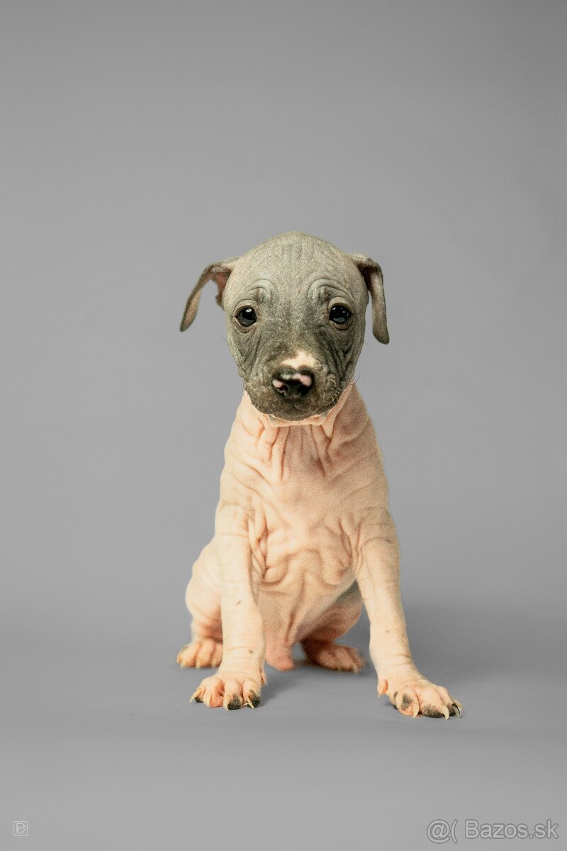 Americký bezsrstý teriér - 3