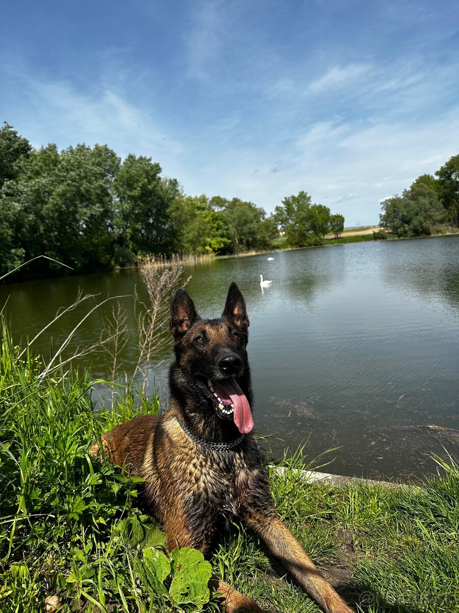 Belgický ovčiak - malinois - 3