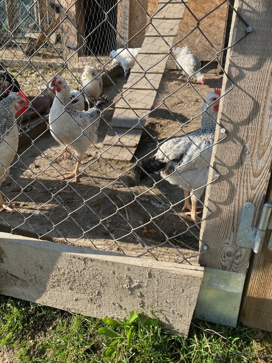 Kohút Dominant GS - 3