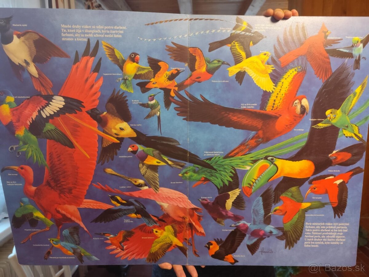 Predám krásnu raritnú obrovskú knihu KNIHA PLNÁ ZVIERAT - 3