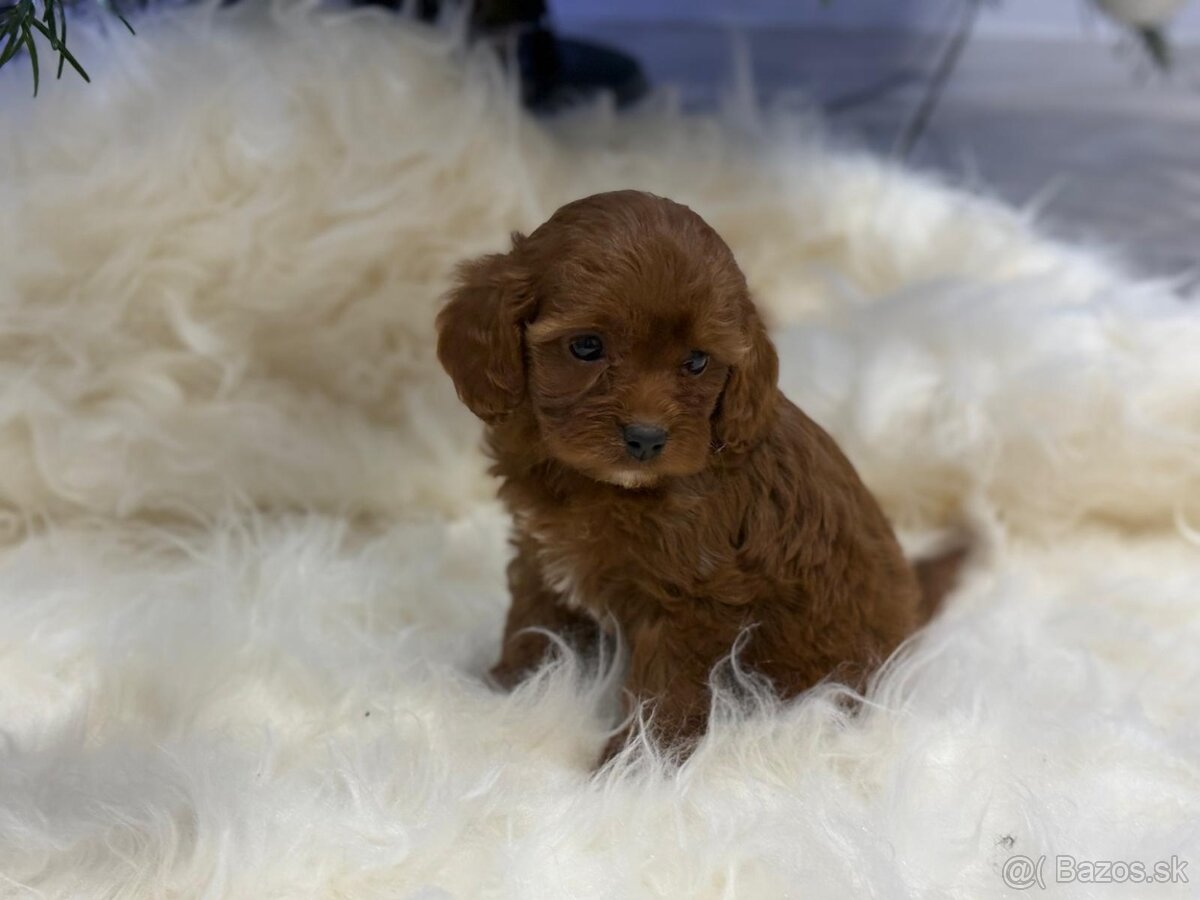 Cavapoo - 3