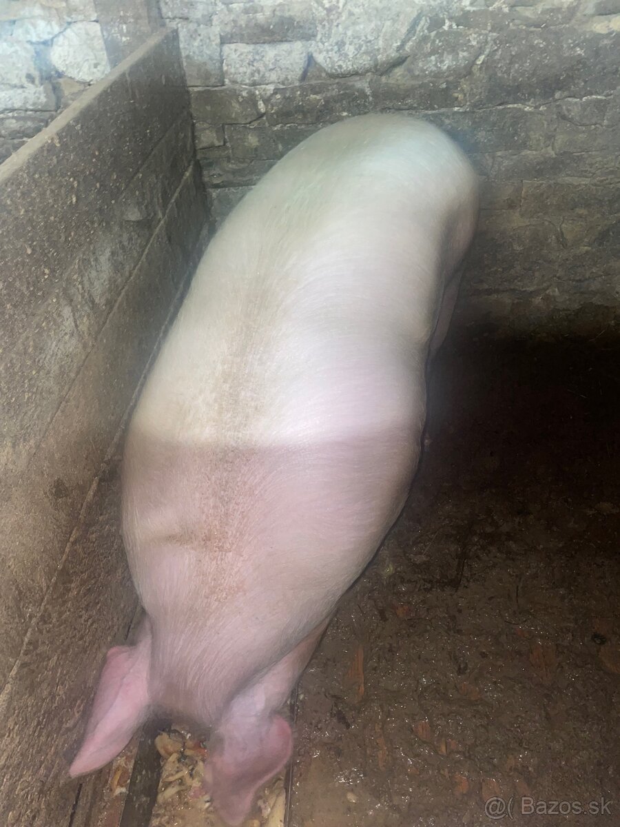 Predám ošípanu - 3