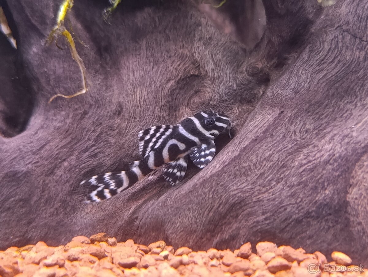 L333-Hypancistrus -King Tiger pleco - 3