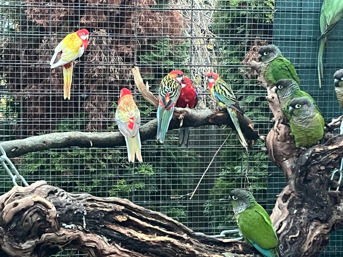 Rozely pestré , červené, škoricové , rubíno žltolíce - 3