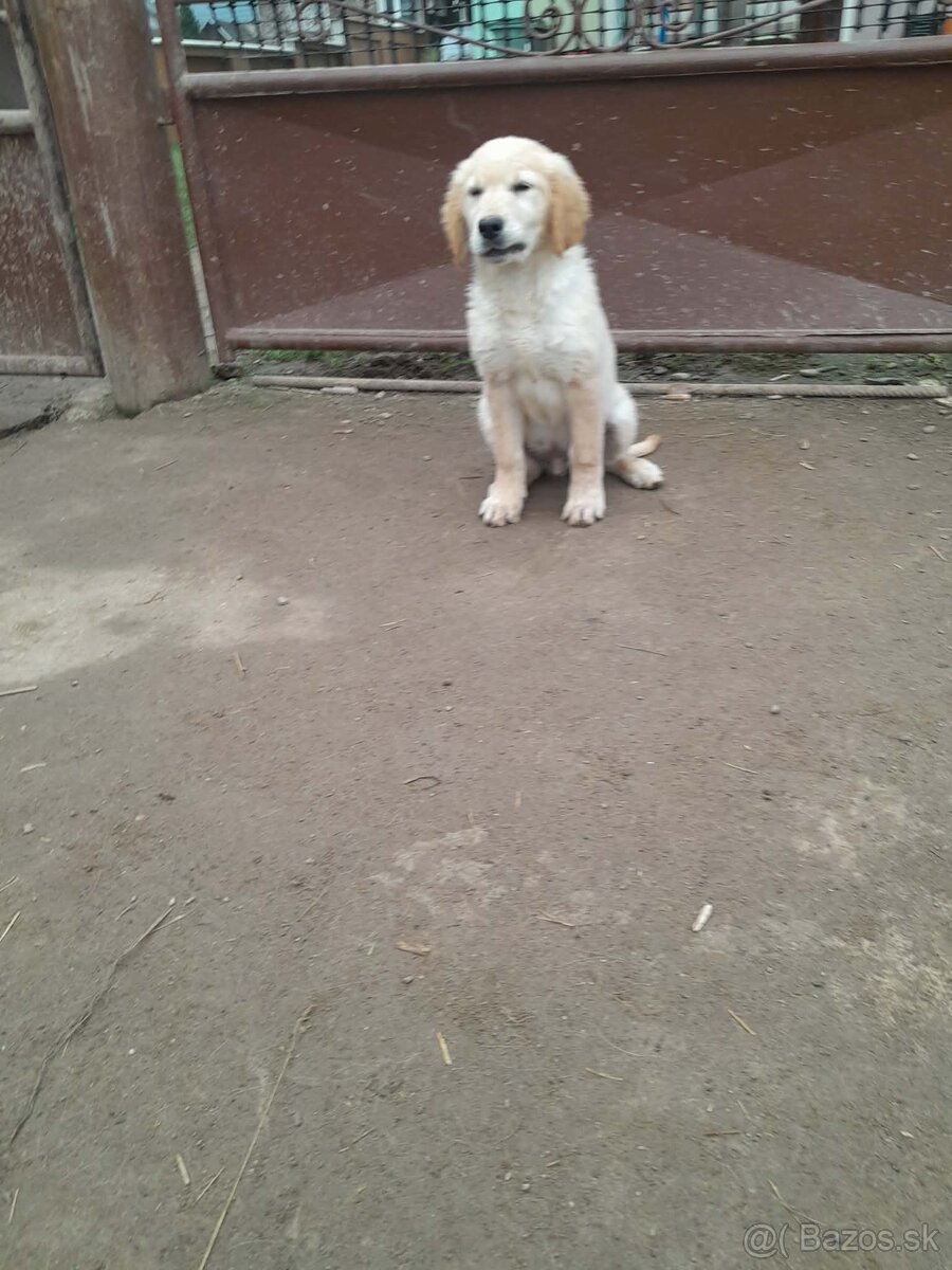 Zlatý retríver - 3