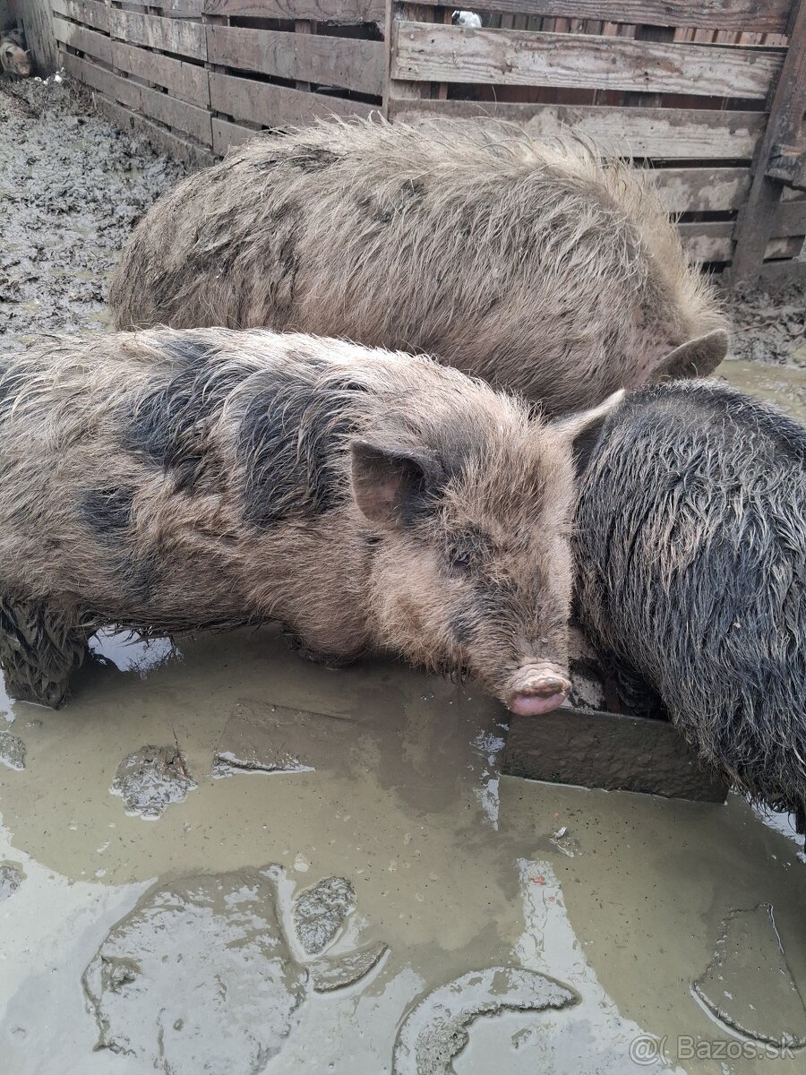 Vietnamske prasa - 3