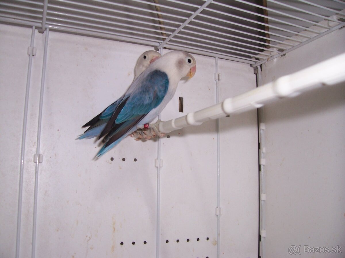 Agapornis fischer - 3