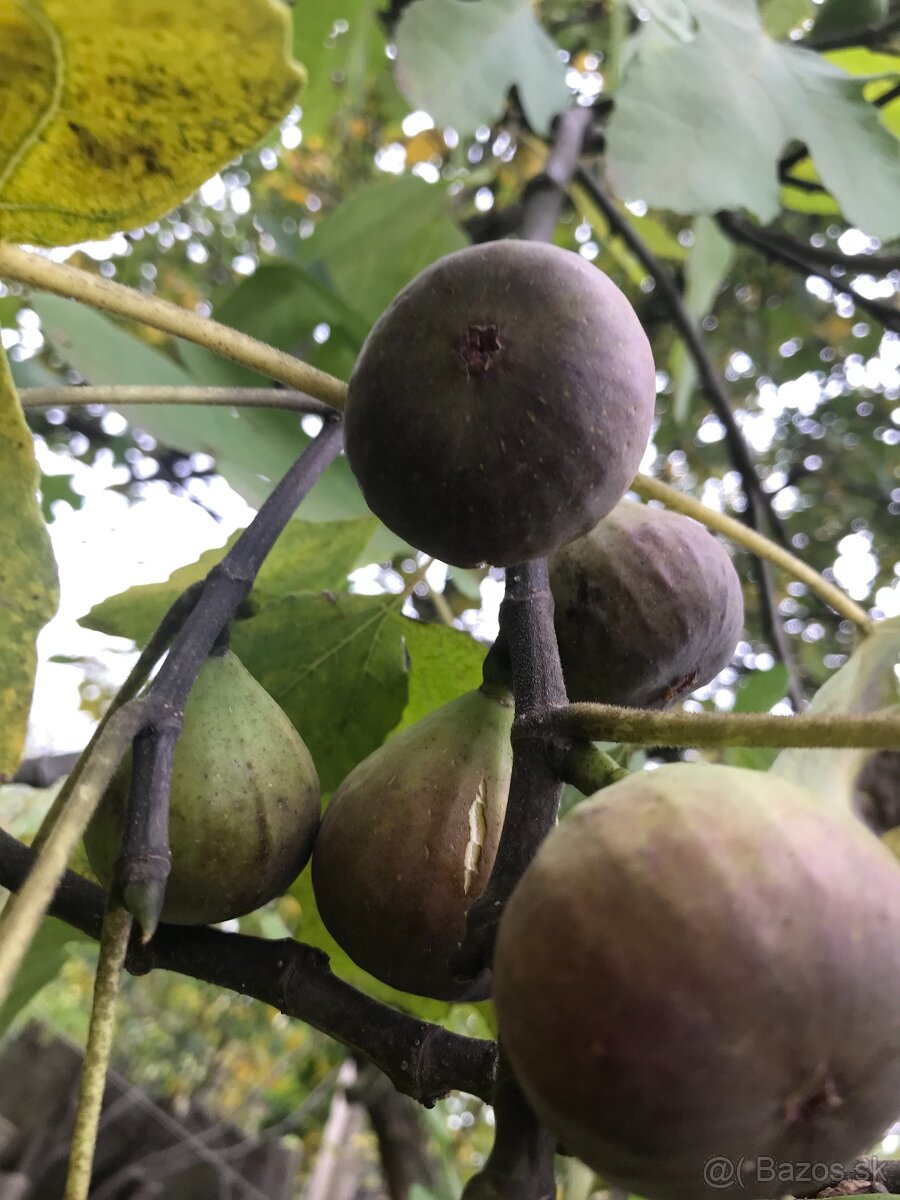 Predám FIGOVNÍK, figovníky Brown Turkey - 3