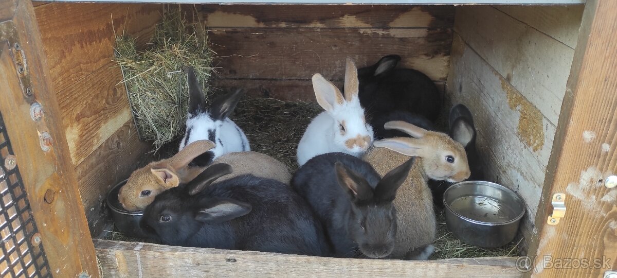 Mám na predaj zajačiky - 3