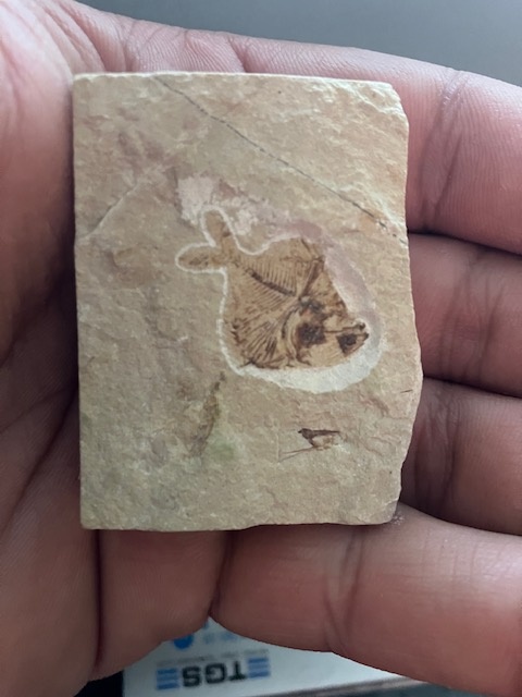 Fosília, skamenelina, rybka - inzerát č.5 Libanon - 3