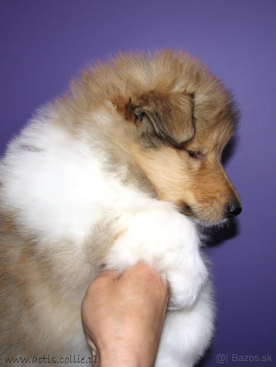 Dlhosrstá kólia - šteniatka s PP - 3