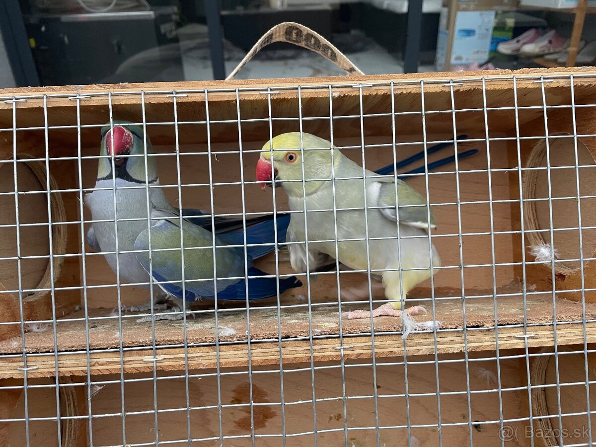 Alexander maly hch - 3