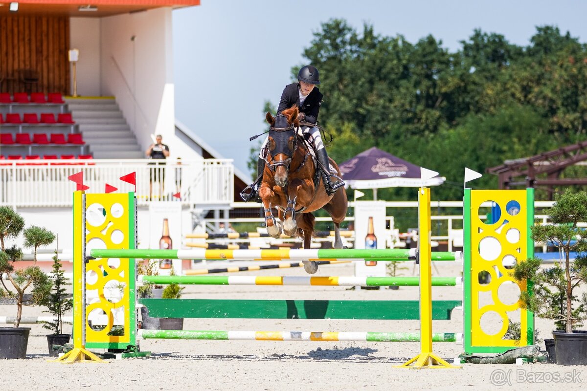 8 ročný parkúrový valach - 3