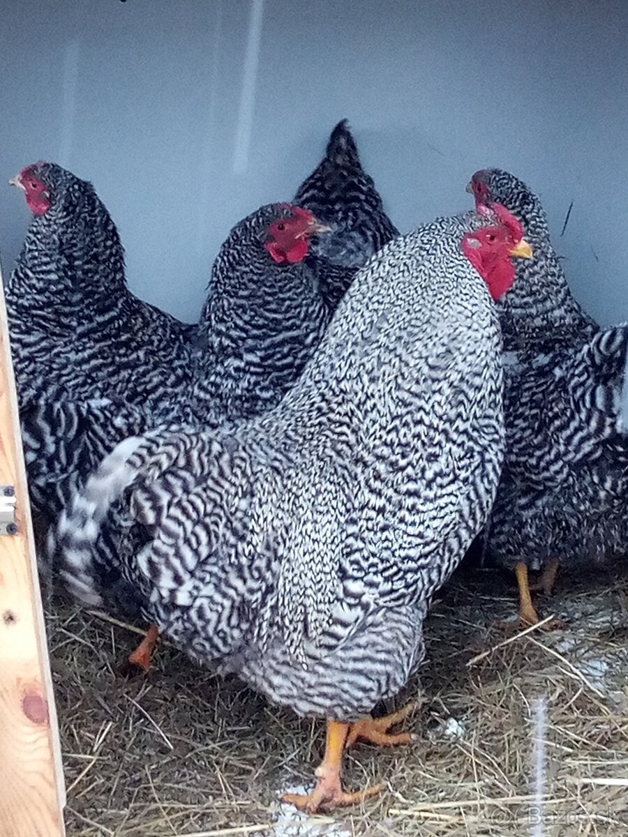 Násadové vajíčka - 3