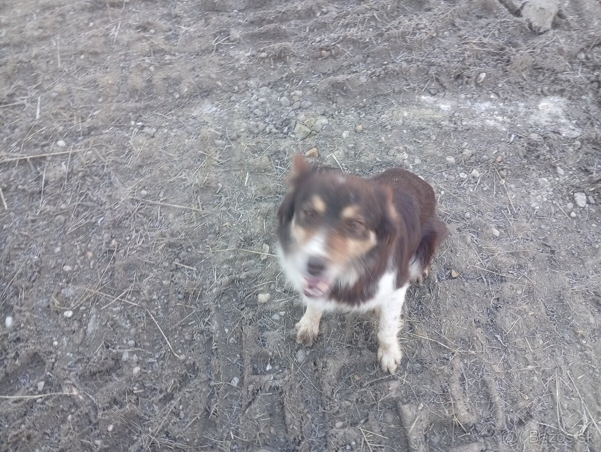 Border kolia,collia - 3