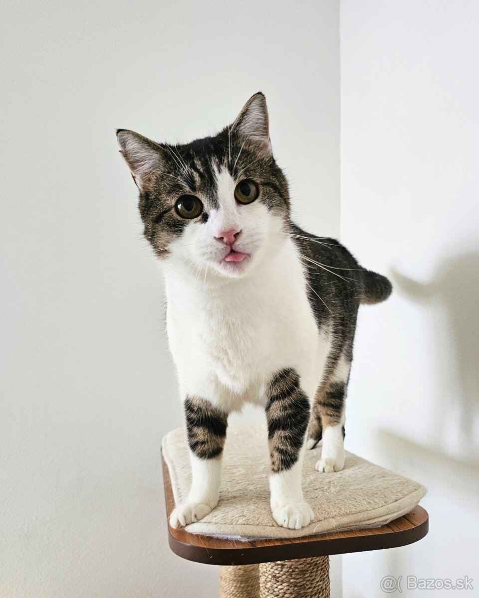 Maznáčik TIMUR hľadá domov - 3