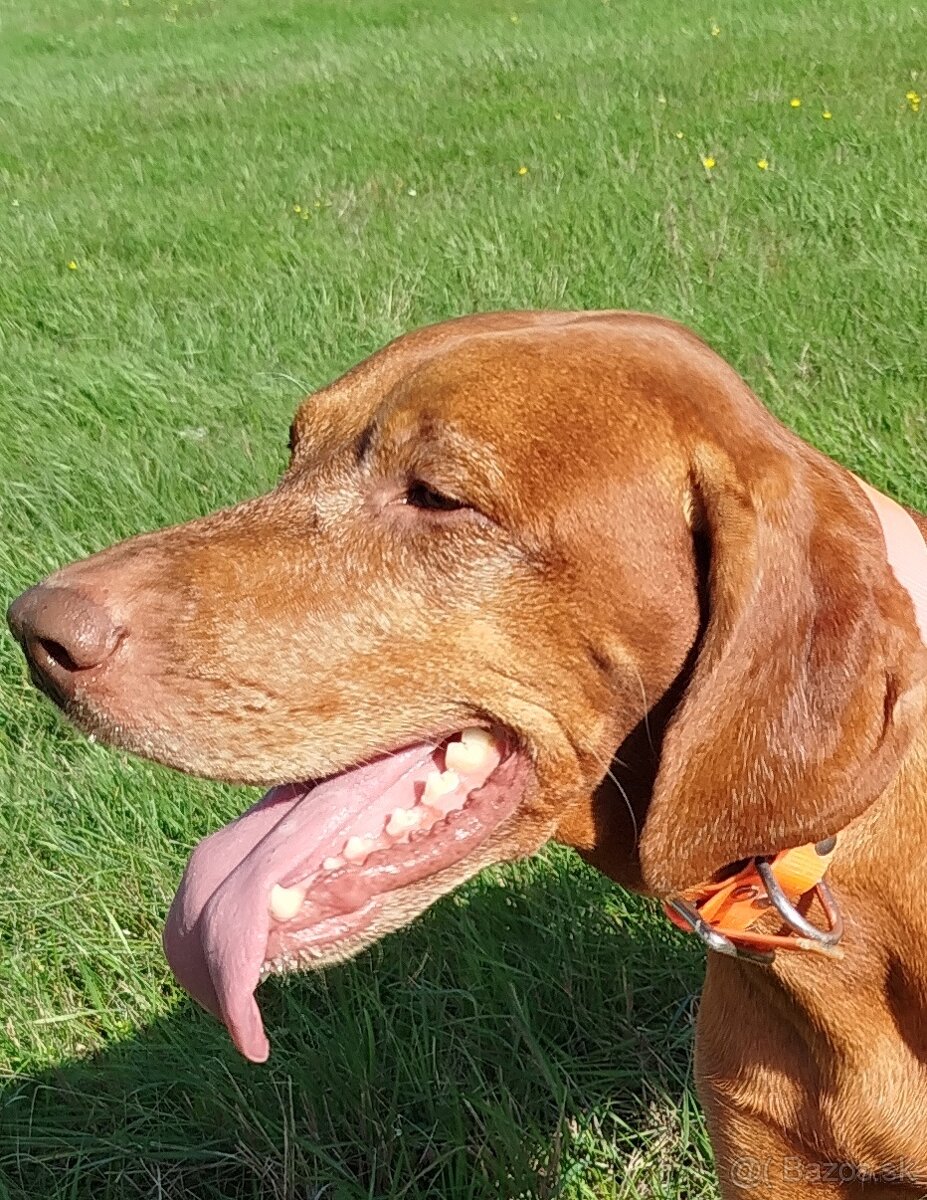 Maďarská vyžla , krytie - 3