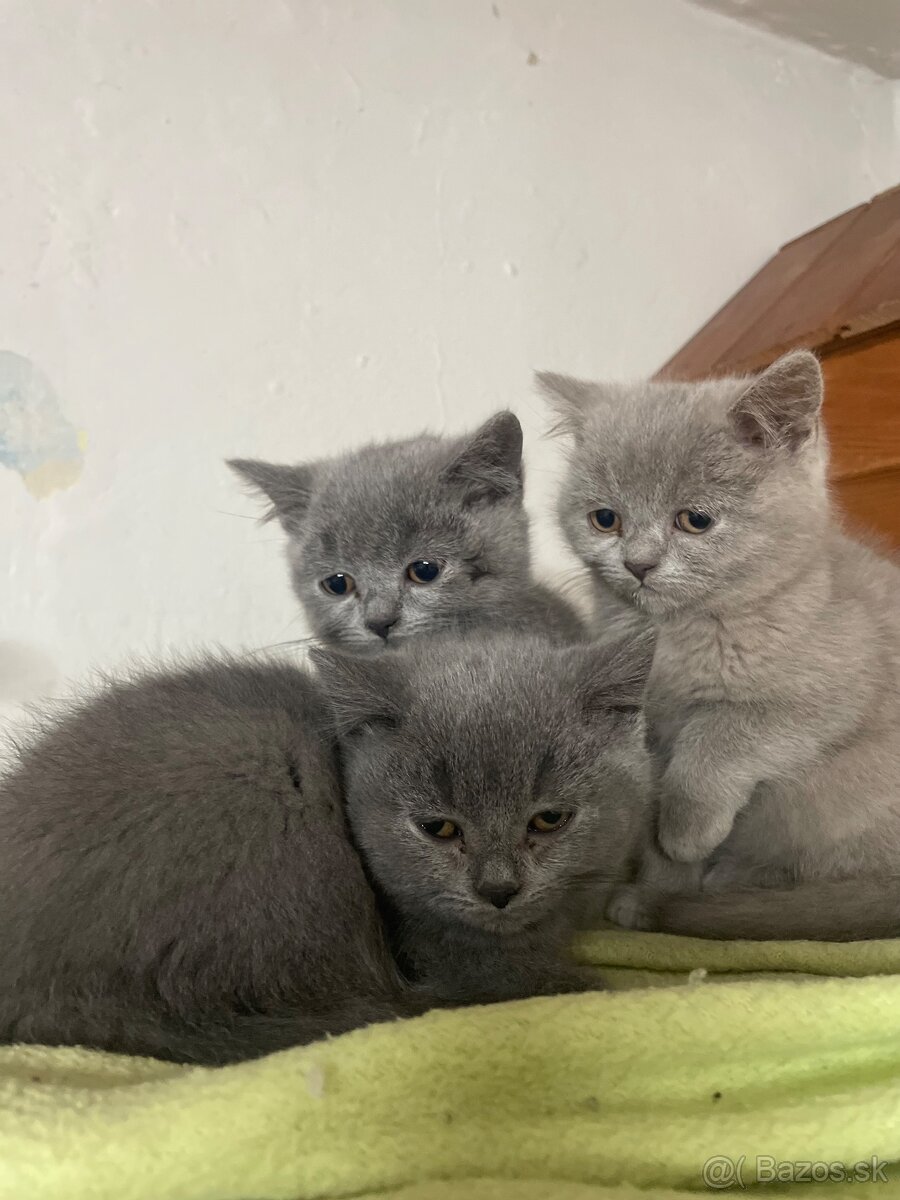Britské mačiatka - 3