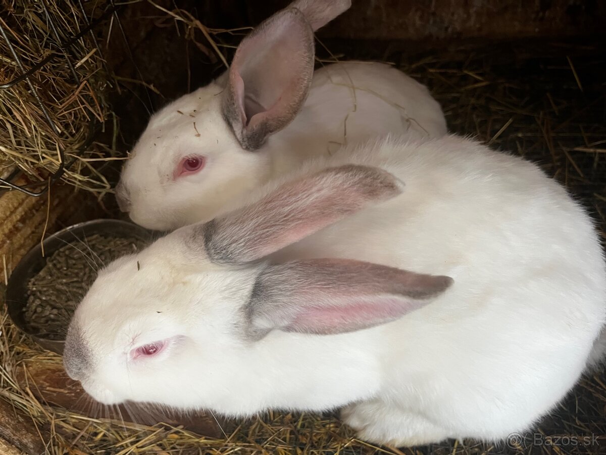 Predam kralika. - 3