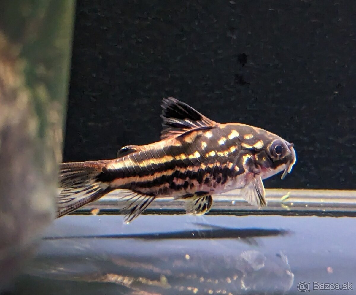 pancierniček drobný - corydoras nanus - 3