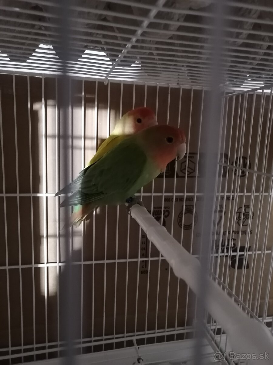 Agapornis ružovohrdlý - 3