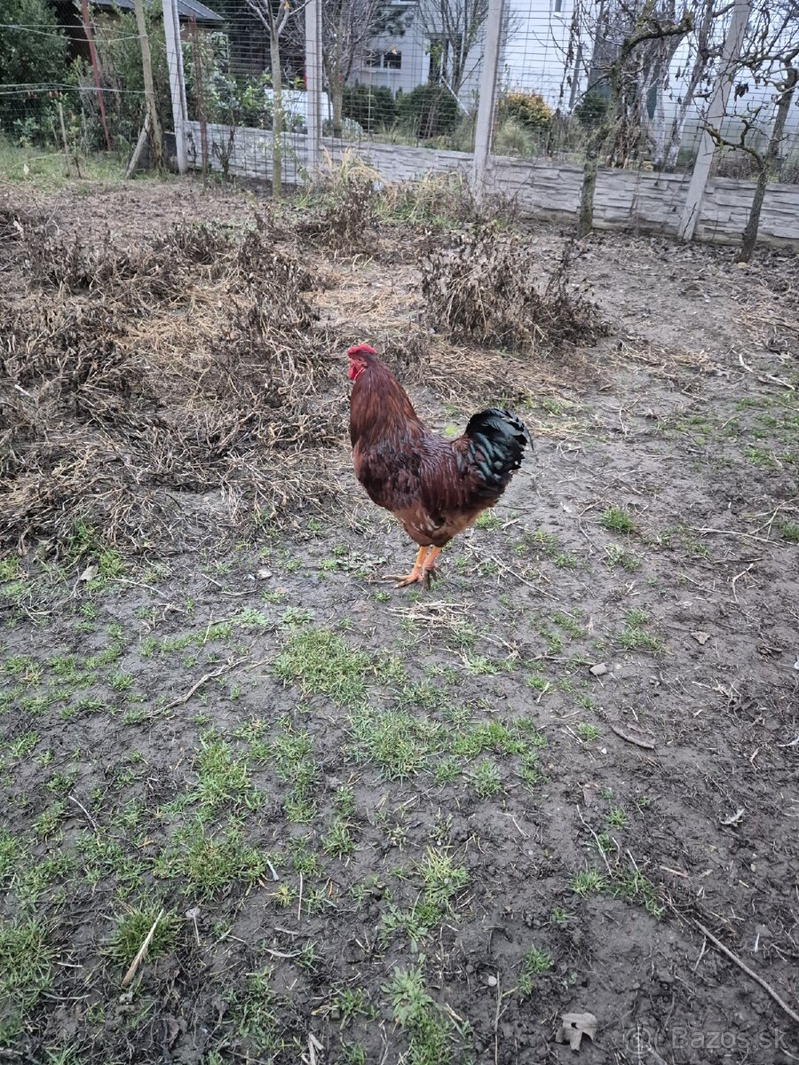 Predám kohúta - 3