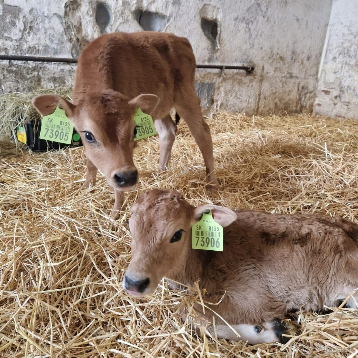 Zoberiem do prenájmu ornú pôdu,TPP - 3