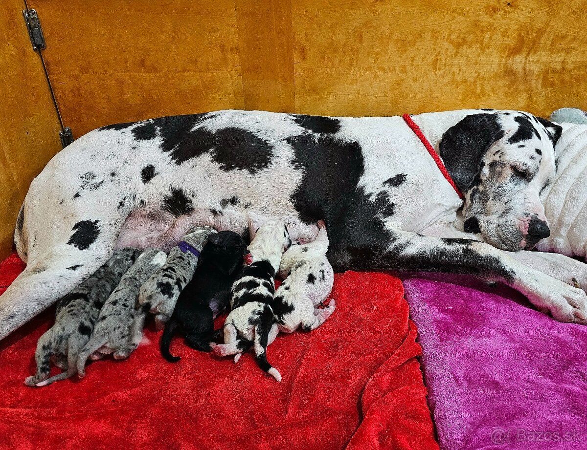 Nemecká doga šteniatka s PP - 3