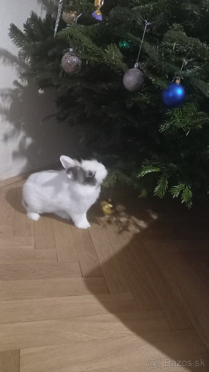 Teddy - levík králik - 3