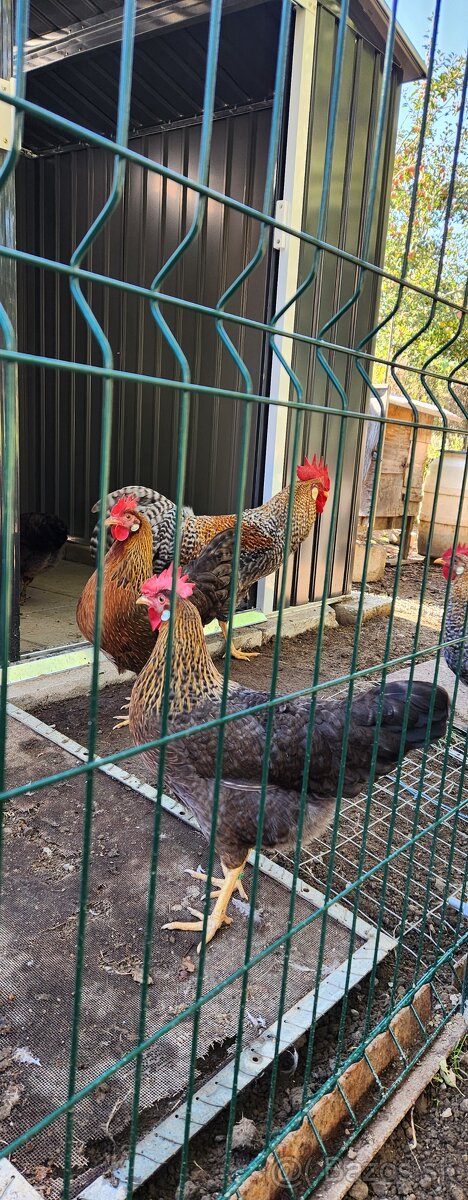 Násadové vajcia. - 3