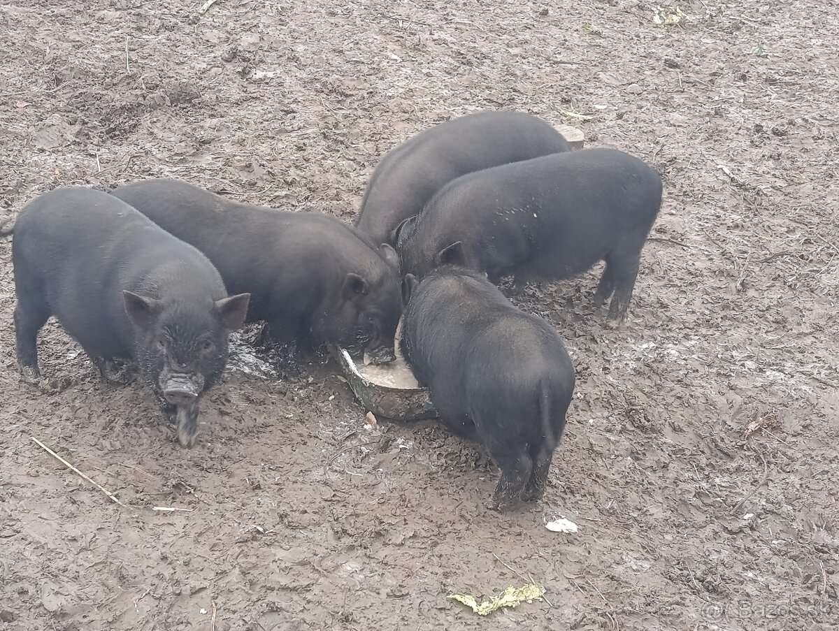 Vietnamské prasiatka - 3
