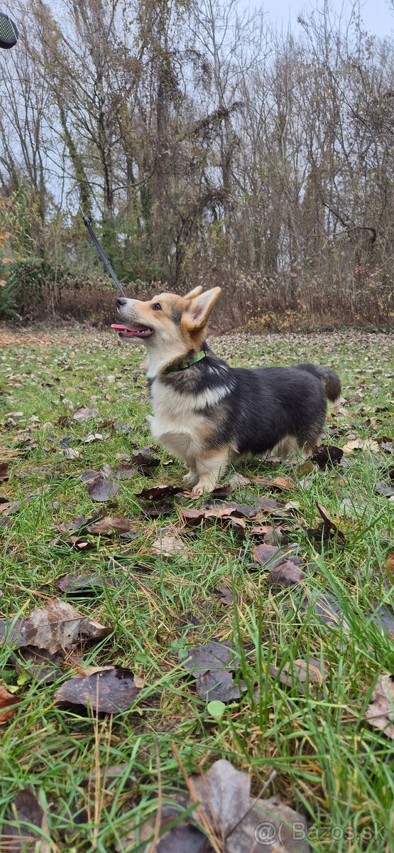 Welsh Corgi Pembrok - 3